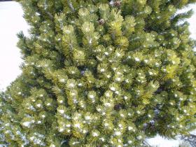 photo coins arrondis